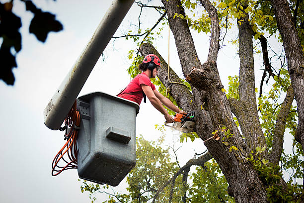 Best Arborist Services Near Me  in Mountain Green, UT